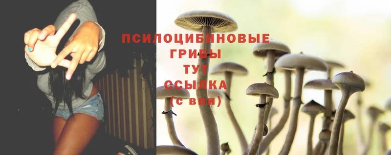 сайты даркнета формула  Касли  Псилоцибиновые грибы Psilocybe 